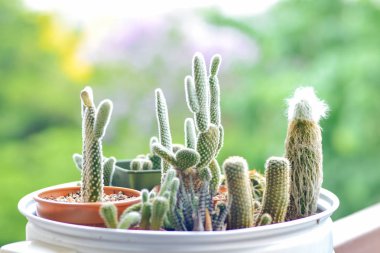 tencerede biraz kaktüs 