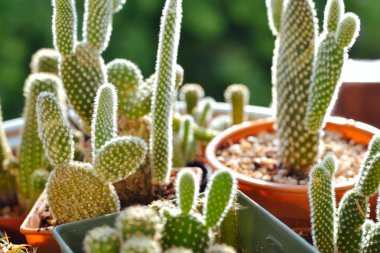 tencerede biraz kaktüs 