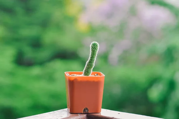 Маленький кактус в горщику — стокове фото