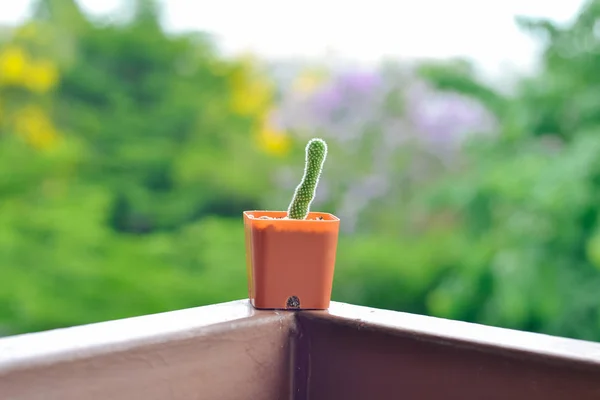 Pequeno cacto em vaso — Fotografia de Stock