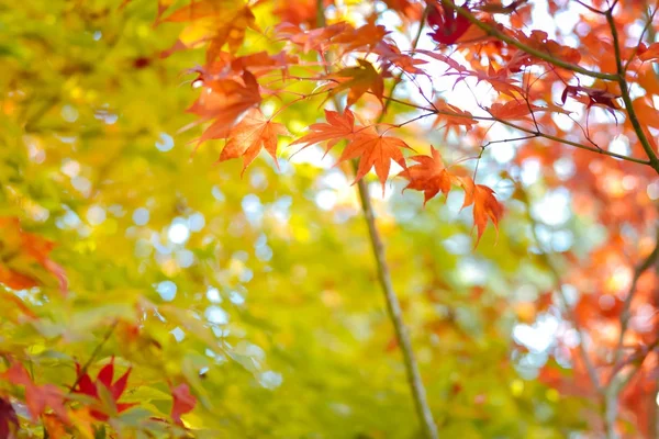 Autumn season of tree and leaves — Stock Photo, Image