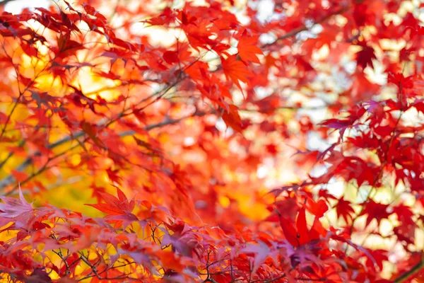 木や葉の秋の季節 — ストック写真