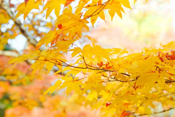 Autumn season of tree and leaves — Stock Photo, Image