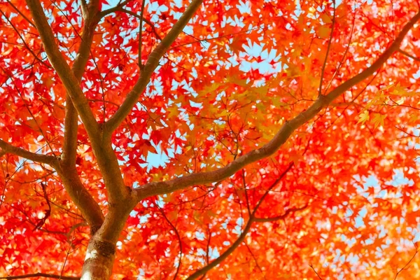 Temporada de outono de árvore e folhas no Japão — Fotografia de Stock