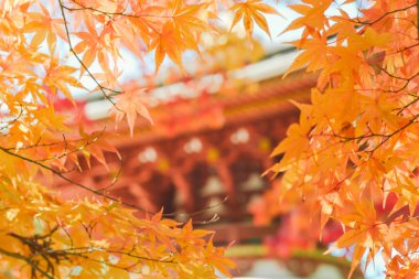 Sonbahar sezonu ağaç ve yaprak renkli 