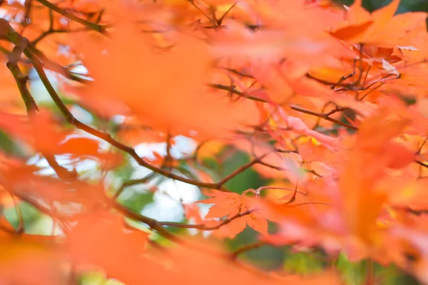 Autumn season colorful of tree and leaves — Stock Photo, Image