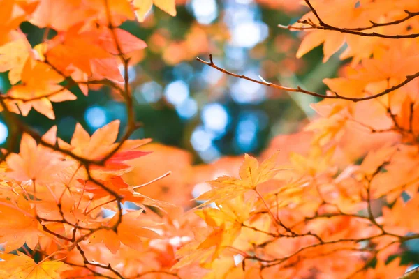 Autumn season colorful of tree and leaves — Stock Photo, Image