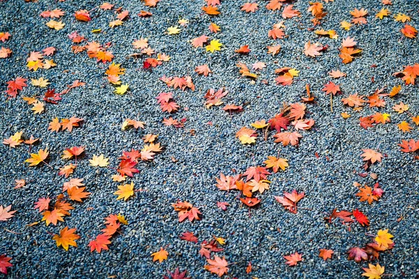 Temporada de outono colorido de árvore e folhas — Fotografia de Stock