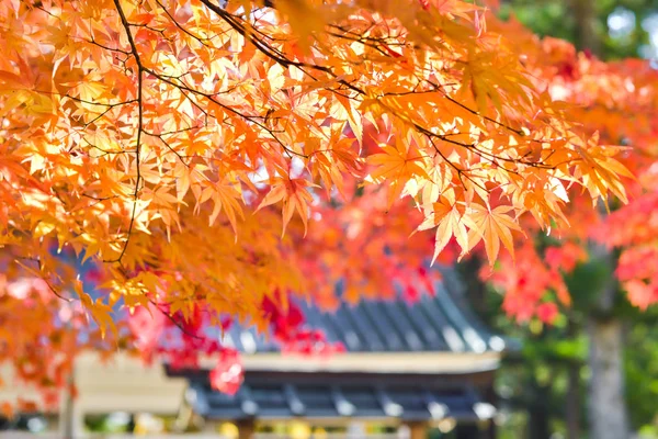 Herfst seizoen kleurrijke boom en bladeren — Stockfoto