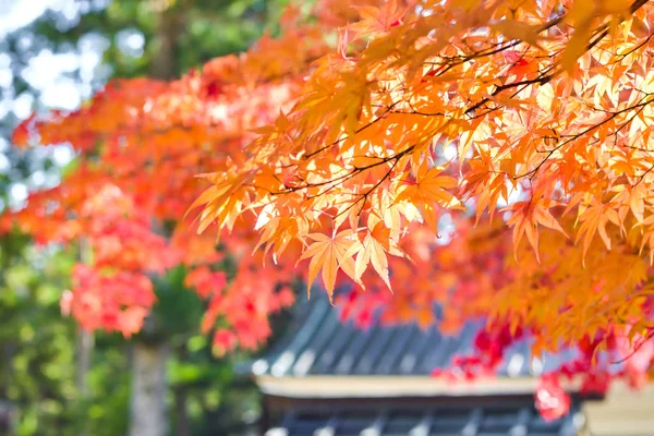 木や葉のカラフルな秋のシーズン — ストック写真