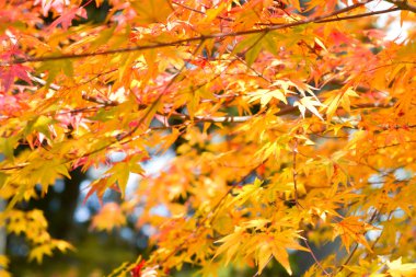 Sonbahar sezonu ağaç ve yaprak renkli 