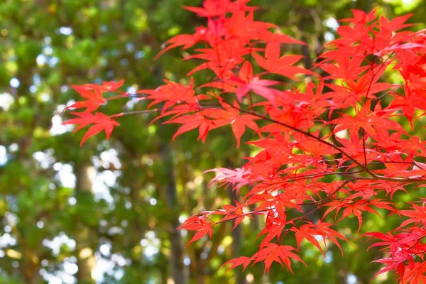 木や葉のカラフルな秋のシーズン — ストック写真