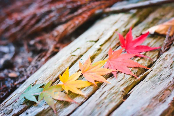 Sonbahar sezonu ağaç ve yaprak renkli — Stok fotoğraf