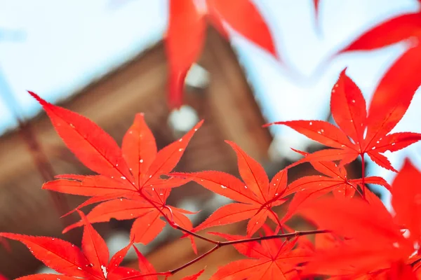 Autumn season colorful of tree and leaves — Stock Photo, Image