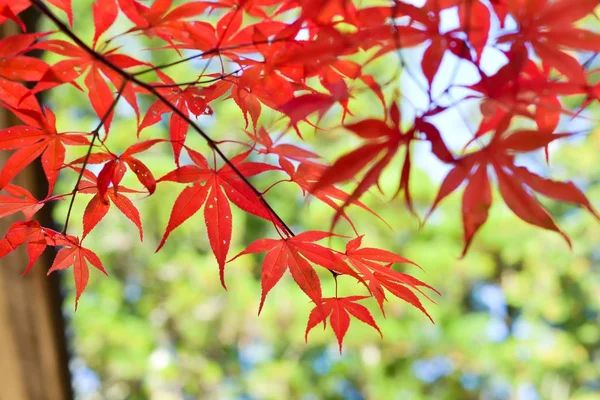 木や葉のカラフルな秋のシーズン — ストック写真