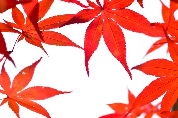 ツリーと葉は日本のカラフルな秋のシーズン — ストック写真