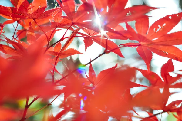 Autumn season colorful of tree and leaves — Stock Photo, Image