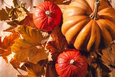 Balkabağı ve sarı yaprakların sonbahar kompozisyonu. Kuru yaprakların üzerinde balkabağı resmi..