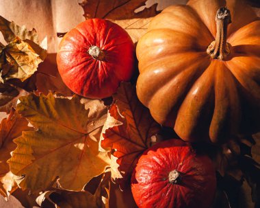 Balkabağı ve sarı yaprakların sonbahar kompozisyonu. Kuru yaprakların üzerinde balkabağı resmi..