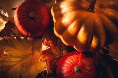 Balkabağı ve sarı yaprakların sonbahar kompozisyonu. Kuru yaprakların üzerinde balkabağı resmi..