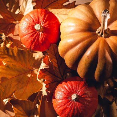 Balkabağı ve sarı yaprakların sonbahar kompozisyonu. Kuru yaprakların üzerinde balkabağı resmi..