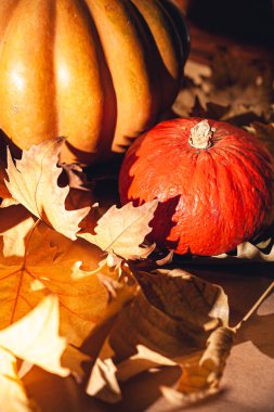 Balkabağı ve sarı yaprakların sonbahar kompozisyonu. Kuru yaprakların üzerinde balkabağı resmi..
