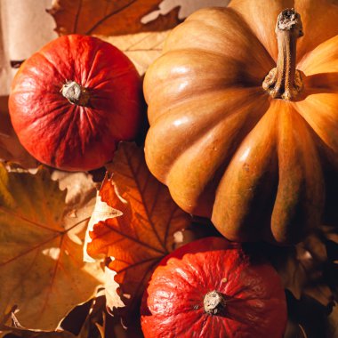 Balkabağı ve sarı yaprakların sonbahar kompozisyonu. Kuru yaprakların üzerinde balkabağı resmi..