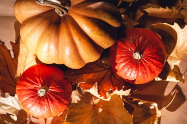 Balkabağı ve sarı yaprakların sonbahar kompozisyonu. Kuru yaprakların üzerinde balkabağı resmi..