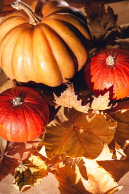 Balkabağı ve sarı yaprakların sonbahar kompozisyonu. Kuru yaprakların üzerinde balkabağı resmi..