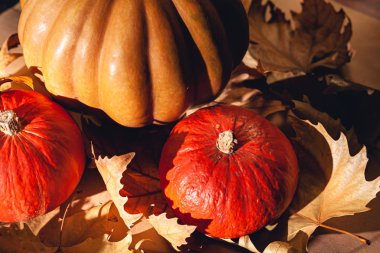Balkabağı ve sarı yaprakların sonbahar kompozisyonu. Kuru yaprakların üzerinde balkabağı resmi..
