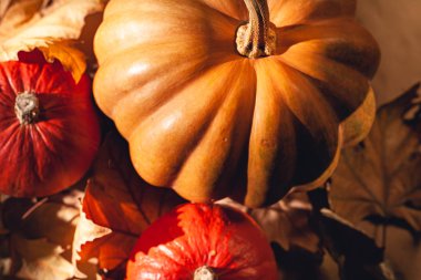 Balkabağı ve sarı yaprakların sonbahar kompozisyonu. Kuru yaprakların üzerinde balkabağı resmi..