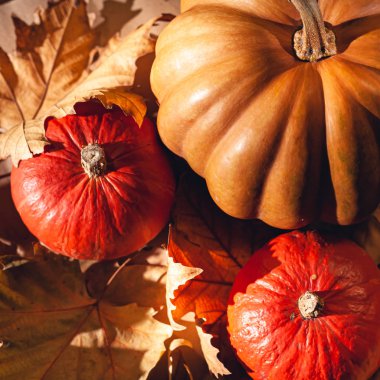 Balkabağı ve sarı yaprakların sonbahar kompozisyonu. Kuru yaprakların üzerinde balkabağı resmi..