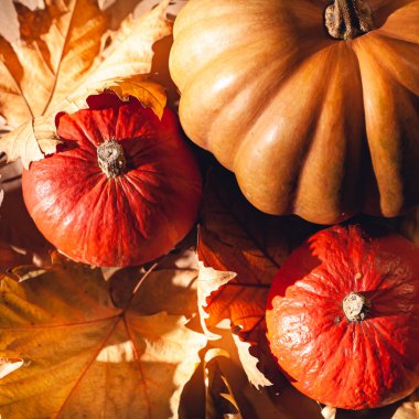 Balkabağı ve sarı yaprakların sonbahar kompozisyonu. Kuru yaprakların üzerinde balkabağı resmi..