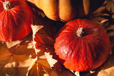 Balkabağı ve sarı yaprakların sonbahar kompozisyonu. Kuru yaprakların üzerinde balkabağı resmi..