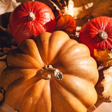 Balkabağı ve sarı yaprakların sonbahar kompozisyonu. Kuru yaprakların üzerinde balkabağı resmi..