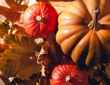 Balkabağı ve sarı yaprakların sonbahar kompozisyonu. Kuru yaprakların üzerinde balkabağı resmi..