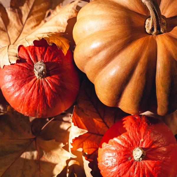 Balkabağı ve sarı yaprakların sonbahar kompozisyonu. Kuru yaprakların üzerinde balkabağı resmi..