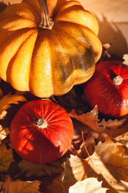Sonbahar kuru yapraklarında Şükran Günü balkabağı pankartları. Güneş kabağı fotoğrafı - Hasat / Şükran Günü Konsepti.