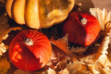 Sonbahar kuru yapraklarında Şükran Günü balkabağı pankartları. Güneş kabağı fotoğrafı - Hasat / Şükran Günü Konsepti.