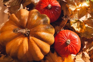 Sonbahar kuru yapraklarında Şükran Günü balkabağı pankartları. Güneş kabağı fotoğrafı - Hasat / Şükran Günü Konsepti.