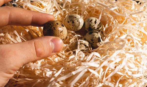 Nest Mit Einer Gruppe Wachteleier Aus Nächster Nähe Archivbild Eines — Stockfoto