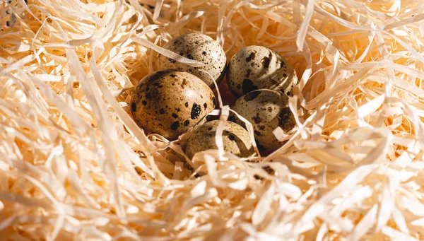 Nest Mit Einer Gruppe Wachteleier Aus Nächster Nähe Archivbild Eines — Stockfoto