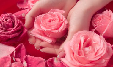 Spa Salonu: Pembe Güller ve Gül Yapraklı Su Kasesinde Fransız Manikürlü Güzel Kadın Elleri.