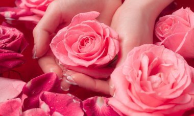 Spa Salonu: Pembe Güller ve Gül Yapraklı Su Kasesinde Fransız Manikürlü Güzel Kadın Elleri.