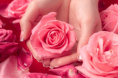 Spa Salonu: Pembe Güller ve Gül Yapraklı Su Kasesinde Fransız Manikürlü Güzel Kadın Elleri.