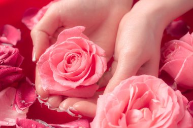 Spa Salonu: Pembe Güller ve Gül Yapraklı Su Kasesinde Fransız Manikürlü Güzel Kadın Elleri.