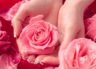 Spa Salonu: Pembe Güller ve Gül Yapraklı Su Kasesinde Fransız Manikürlü Güzel Kadın Elleri.