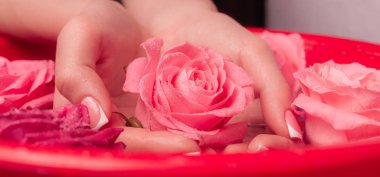 Spa Salonu: Pembe Güller ve Gül Yapraklı Su Kasesinde Fransız Manikürlü Güzel Kadın Elleri.