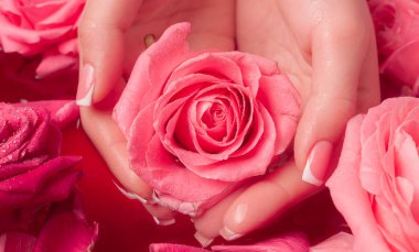 Spa Salonu: Pembe Güller ve Gül Yapraklı Su Kasesinde Fransız Manikürlü Güzel Kadın Elleri.