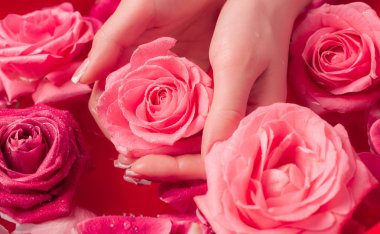 Spa Salonu: Pembe Güller ve Gül Yapraklı Su Kasesinde Fransız Manikürlü Güzel Kadın Elleri.